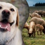 Samo ljudje s prilagodljivim mišljenjem bodo v 7 sekundah videli