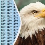 Ta uganka bo “zlomila” vaše oči: v 15 sekundah poiščite